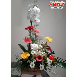 Orquídea 2