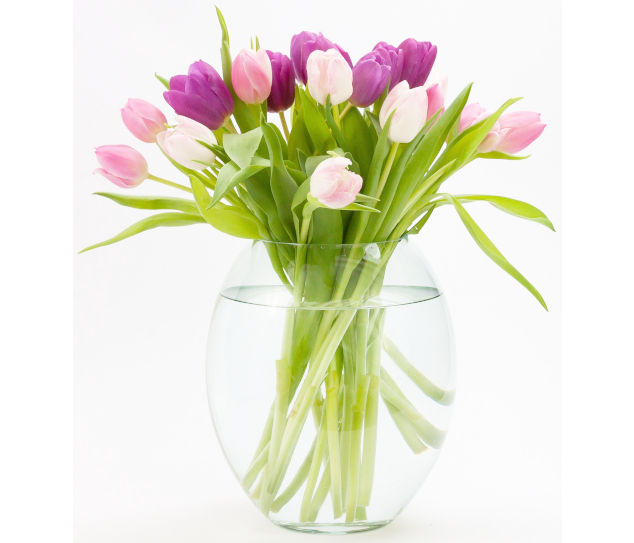 Tulipanes
